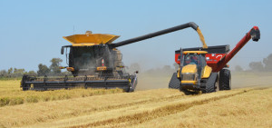 California rice harvest