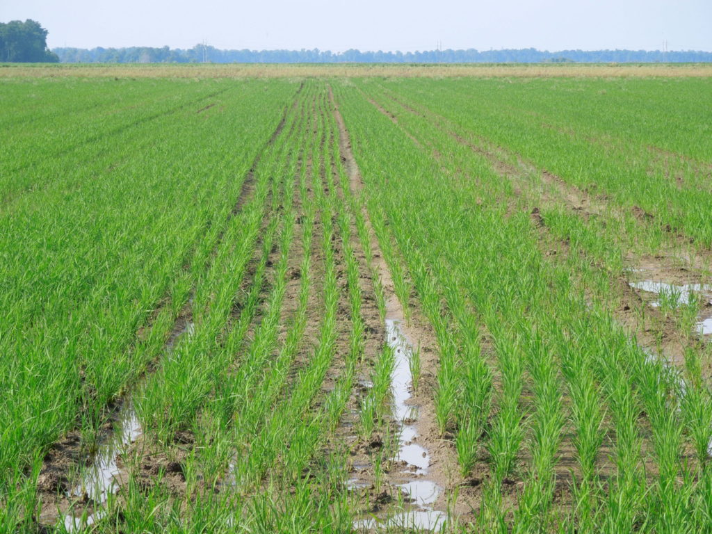 Sustainable practices help pave the way ahead - Rice Farming
