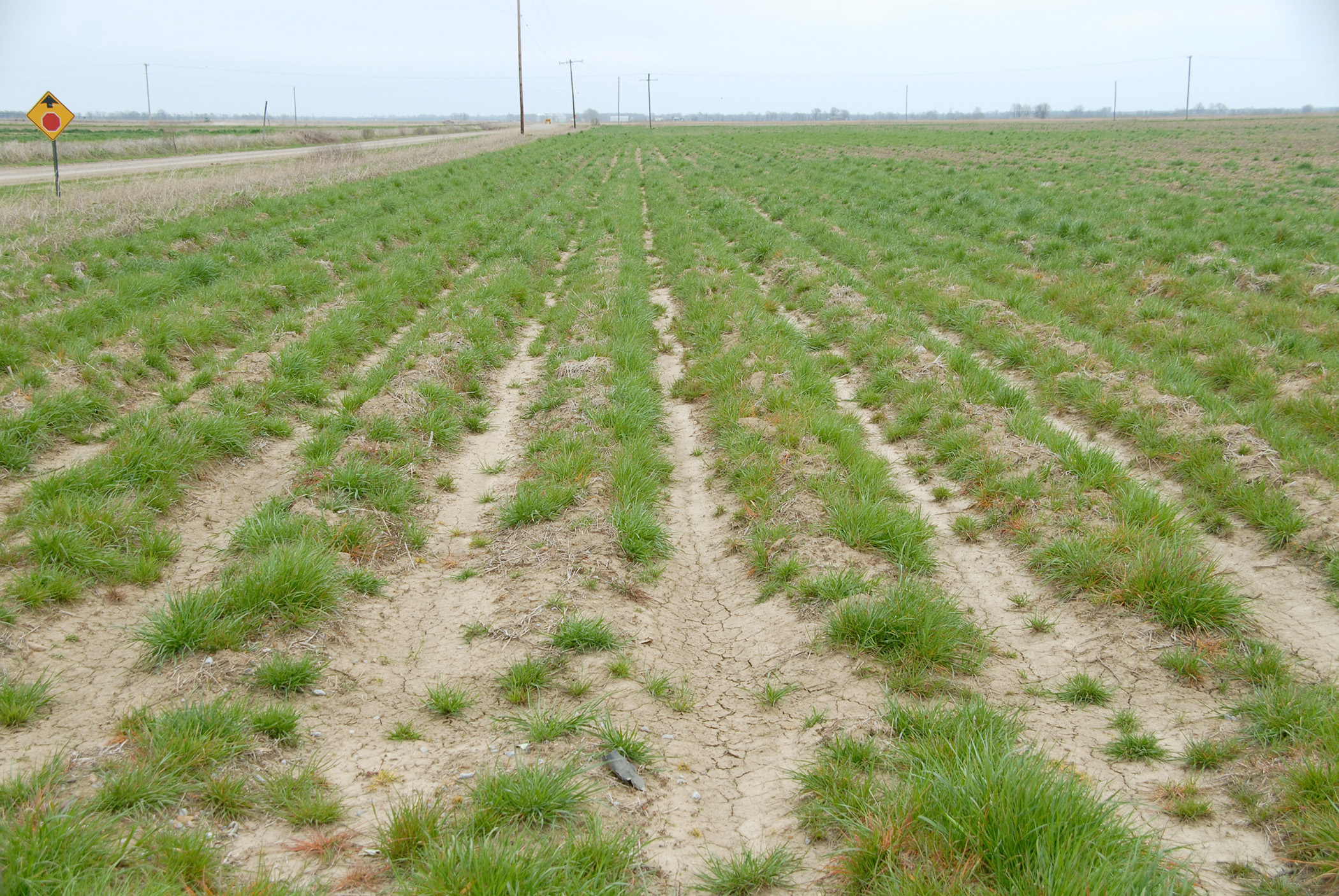 Some fall-applied residuals may injure following year's rice crop ...