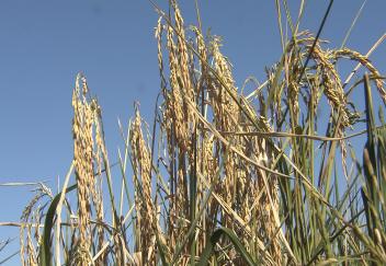Louisiana ratoon crop comes at a cost — rutted fields - Rice Farming