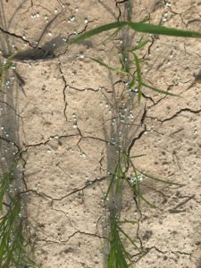 Preflood application of urea+NBPT to rice.