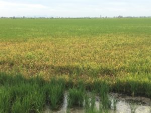 blast in a California field