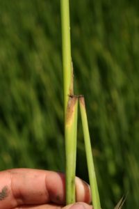 collar node blast lesion