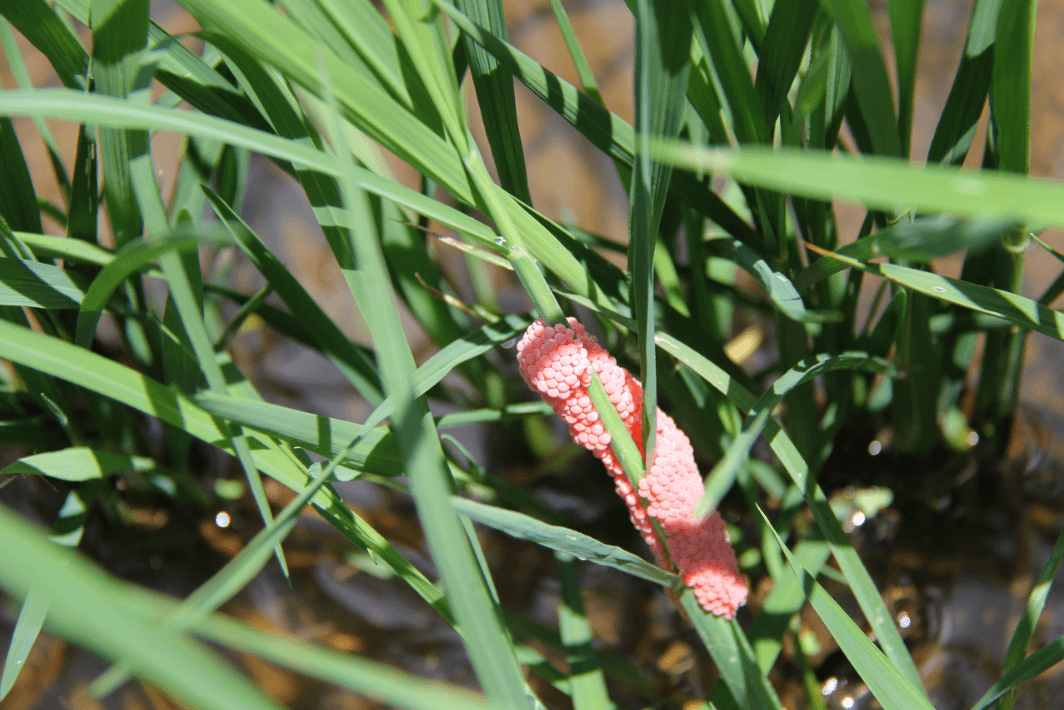 apple snail eggs