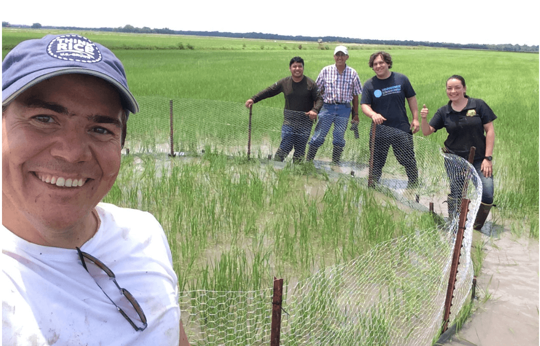 snail cage experiment