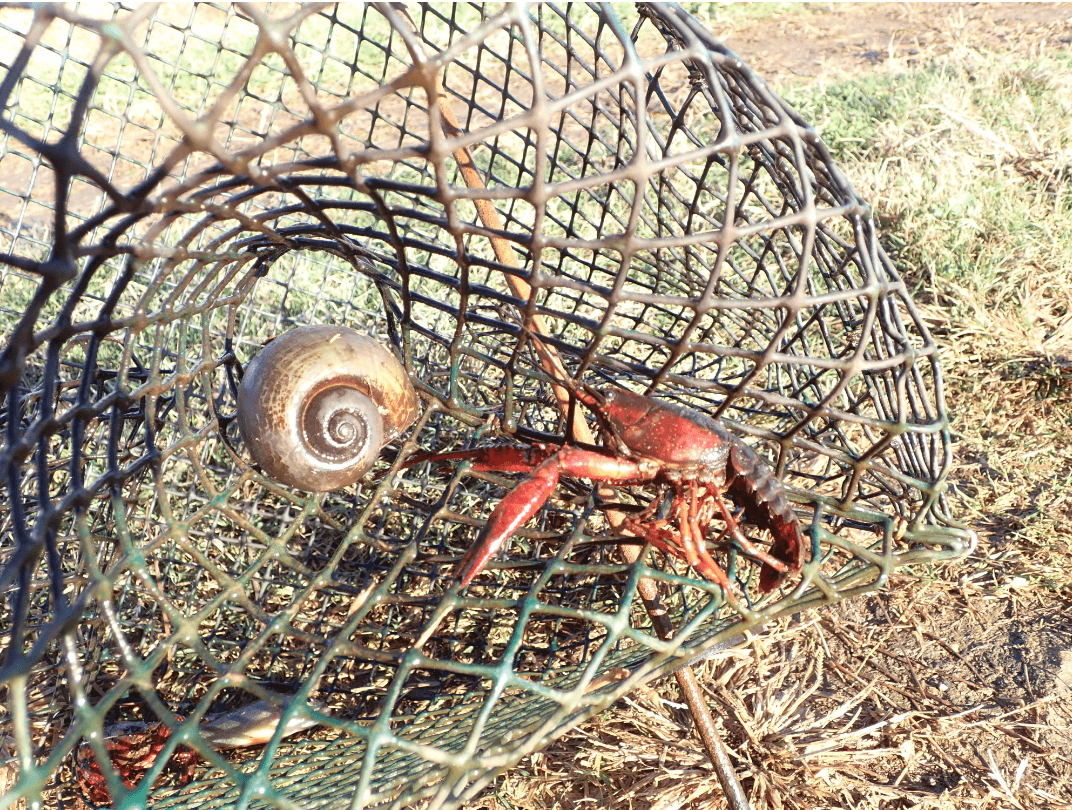snail in crawfish trap