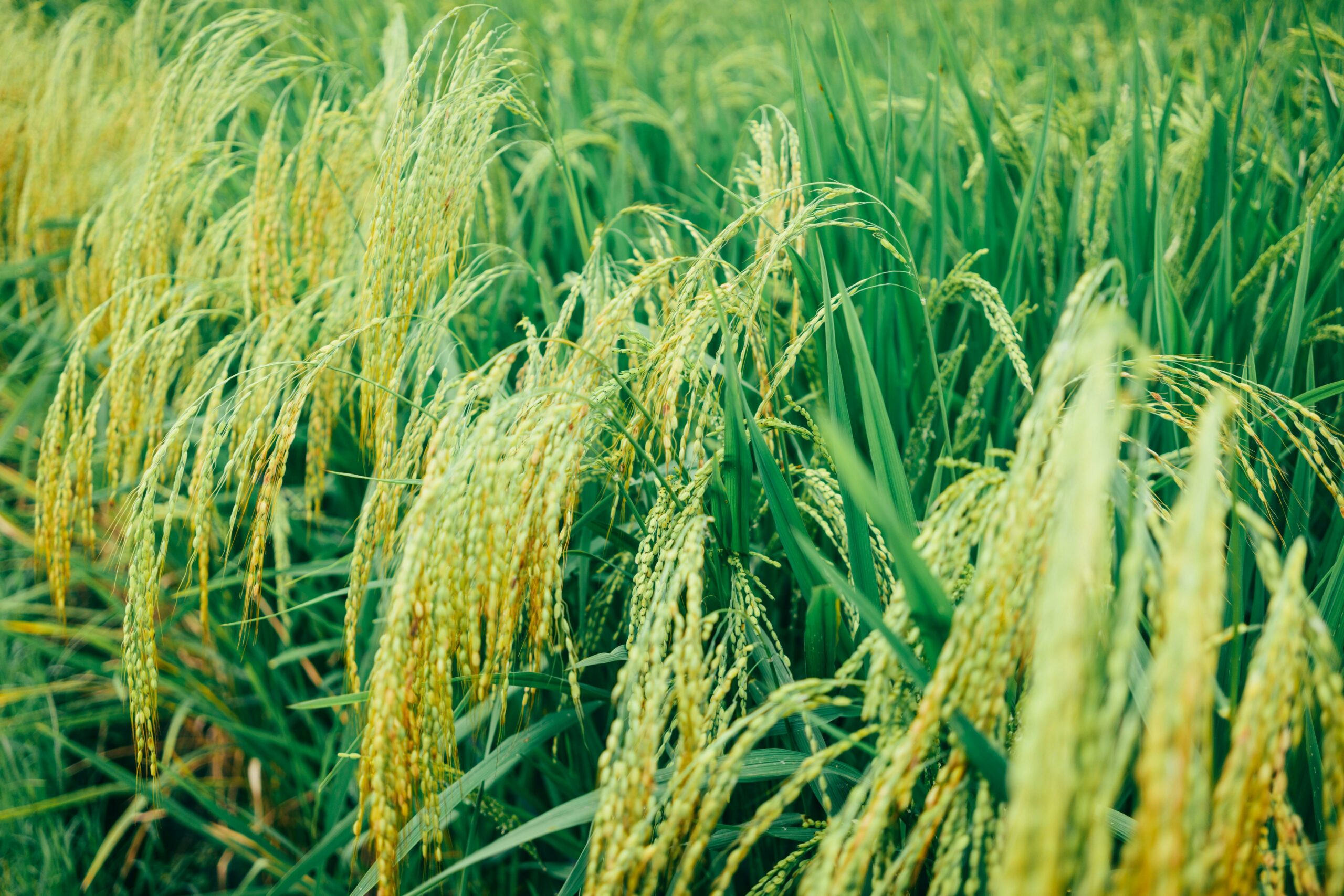 Industry News: February 2025 - Rice Farming